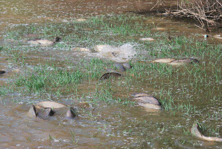 fishing 2 - 525446525091304195139378832570n.jpg